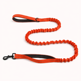 🎁 FREE Paro Bungee Lead