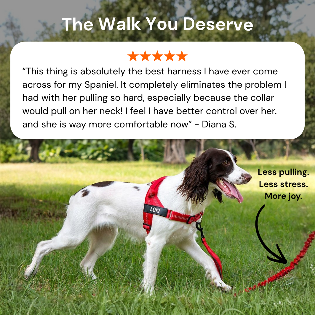 Paro No-Pull Dog Harness