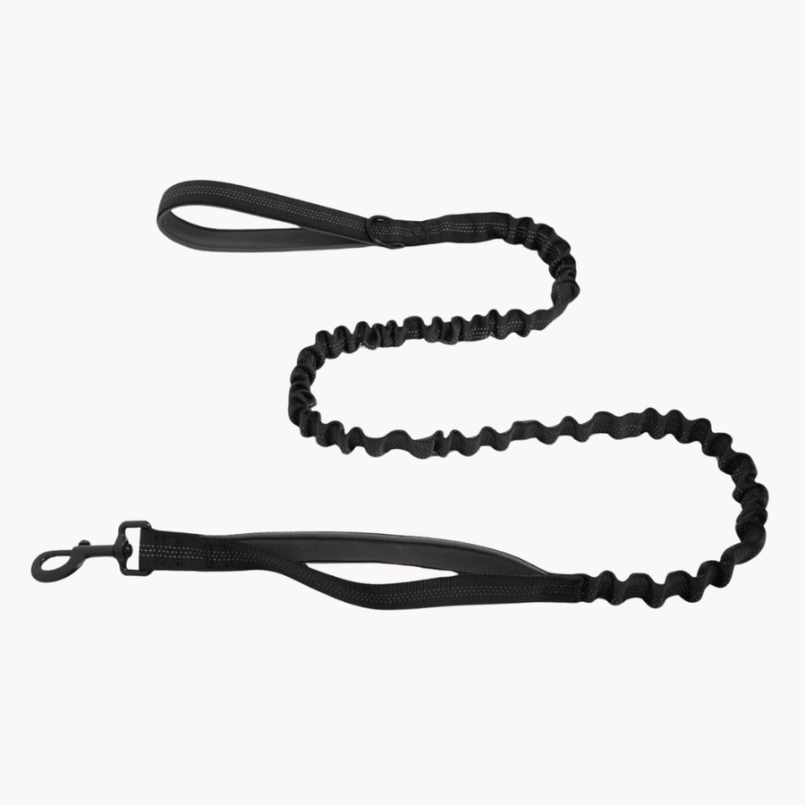 🎁 FREE Paro Bungee Lead