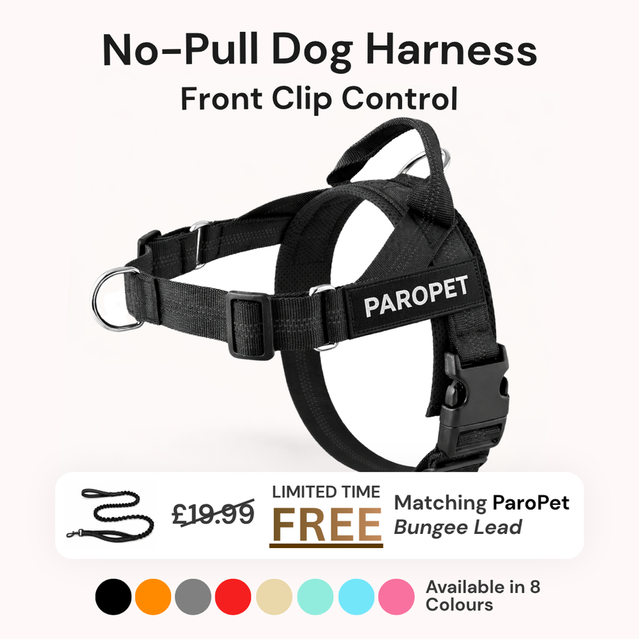 Extra No-Pull Harness & Free Bungee Lead